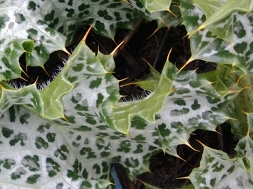 Un specie di Cardo - Silybum marianum